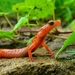 Salamandra de Cola Manchada - Photo (c) Richard Coldiron, algunos derechos reservados (CC BY-NC), subido por Richard Coldiron