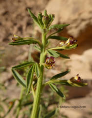 Cleome amblyocarpa