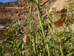 Cleome amblyocarpa