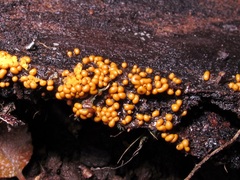 Trichia varia