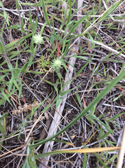 Ceratocephala testiculata