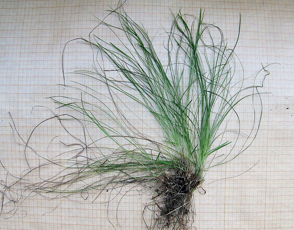 Thin sedge