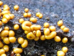 Trichia varia