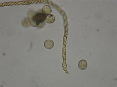 Trichia varia