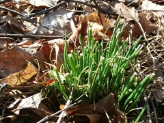 Allium schoenoprasum