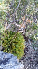 Aciphylla monroi