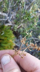 Aciphylla monroi