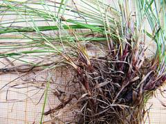 Carex callitrichos