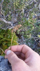 Aciphylla monroi