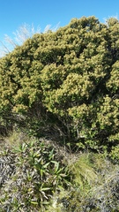 Olearia coriacea