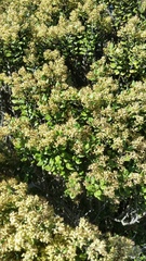 Olearia coriacea
