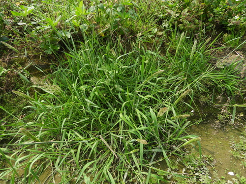 Polypogon fugax
