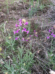 Boechera divaricarpa