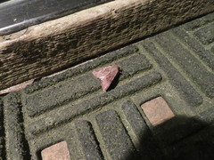 Orthosia hibisci