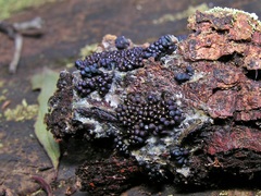 Paradiachea caespitosa