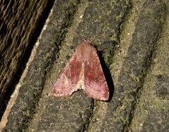 Orthosia hibisci