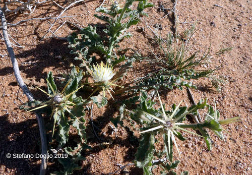 Centaurea pallescens · iNaturalist