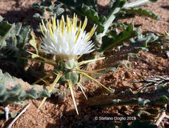 Centaurea pallescens