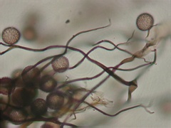 Paradiachea caespitosa