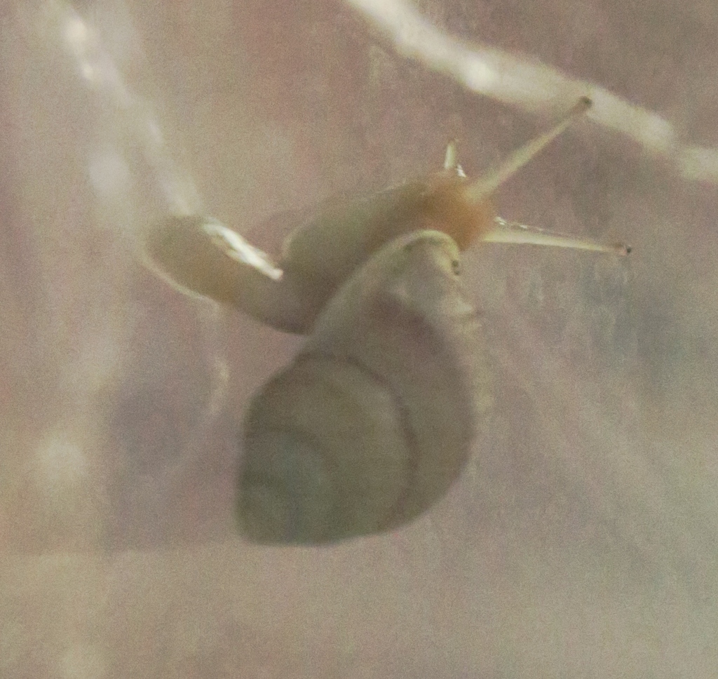 Moorean Viviparous Tree Snail