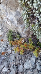 Acaena glabra