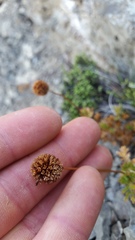 Acaena glabra