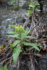 Kalanchoe integra