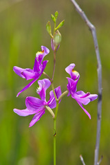 Calopogon tuberosus tuberosus
