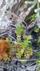Acaena glabra