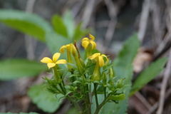 Kalanchoe integra