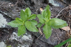 Kalanchoe integra