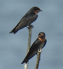 Hirundo tahitica
