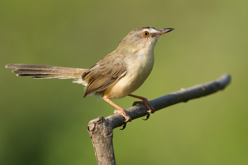 Plain Prinia photo