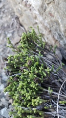 Veronica quadrifaria