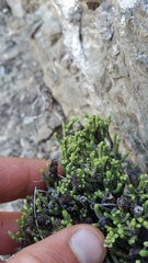 Veronica quadrifaria