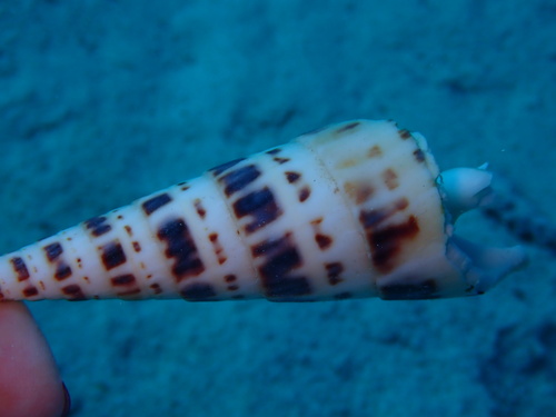 Big Auger — seen at this dive site