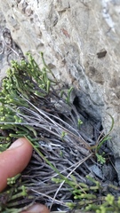 Veronica quadrifaria