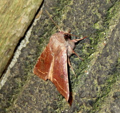 Orthosia hibisci