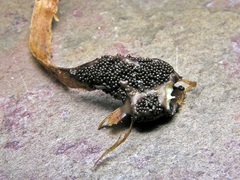 Paradiachea caespitosa