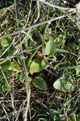 Micranthes integrifolia
