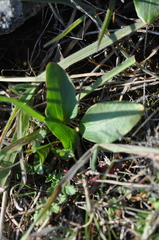 Micranthes integrifolia