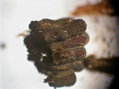 Paradiachea caespitosa