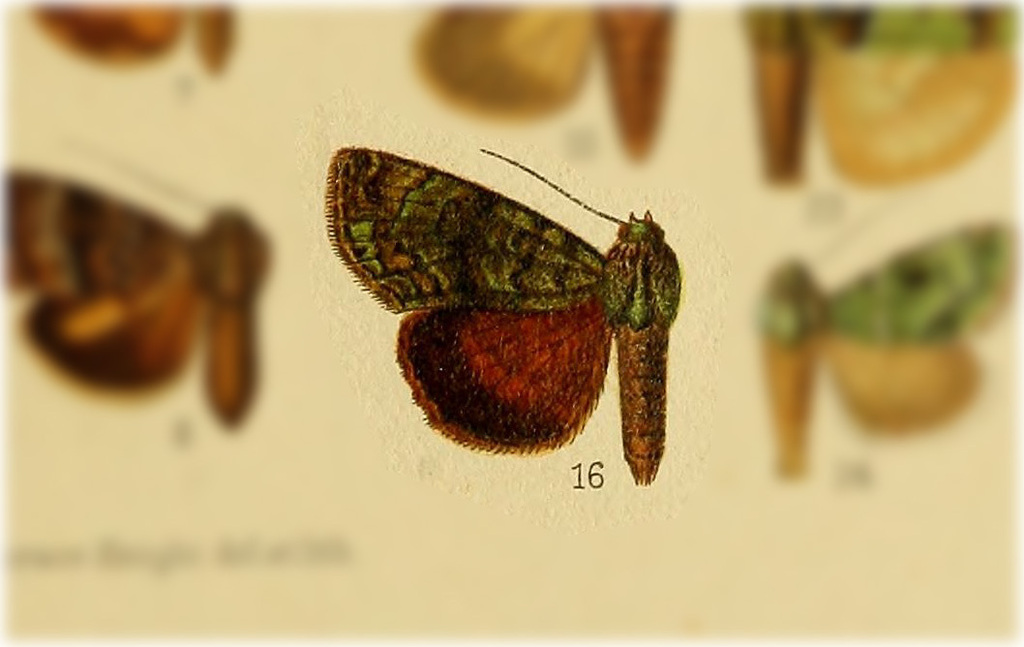 Neophaenis meterythra