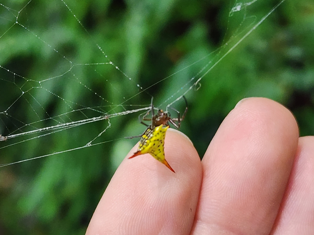 Micrathena lucasi from Concepción, Heredia, San Isidro, Costa Rica on
