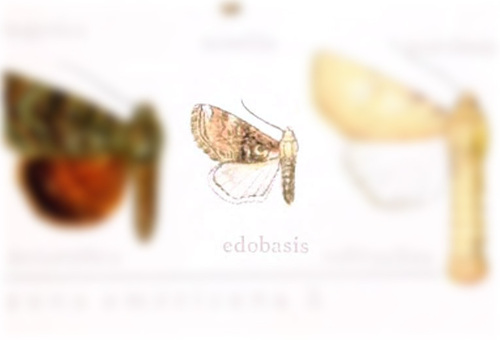 Parabryophila edobasis