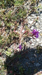 Pelargonium multicaule multicaule