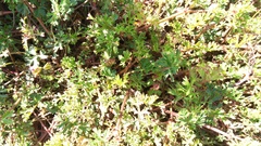 Pelargonium multicaule multicaule