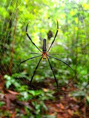 Nephila pilipes