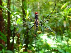 Nephila pilipes