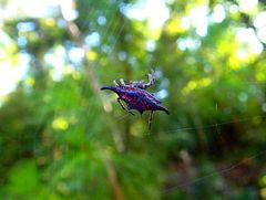 Gasteracantha diardi